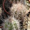 Copiapoa_solaris_3